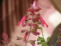 Salvia Chiapensis 'Ember's Wish'
